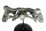Partial Phytosaur (Leptosuchus?) Skull On Stand - Arizona #78008-7